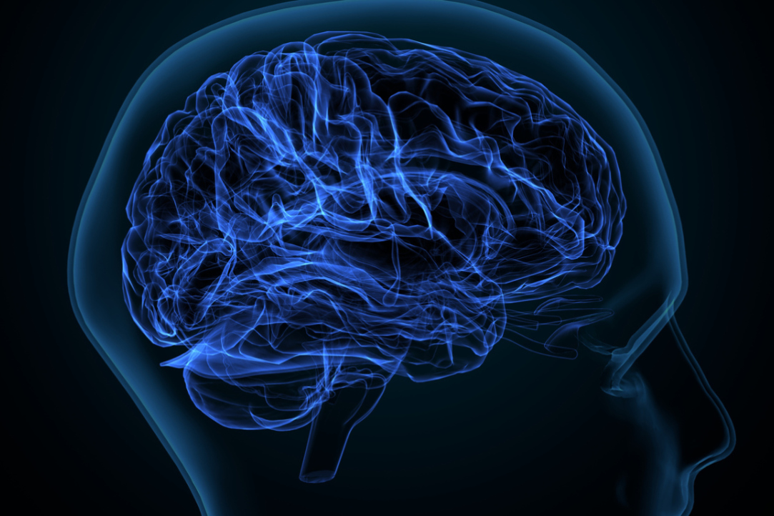 Corpus Callosum Found to Switch Off Right Hemisphere During Speech Illustration for news: Corpus Callosum Found to Switch Off Right Hemisphere During Speech