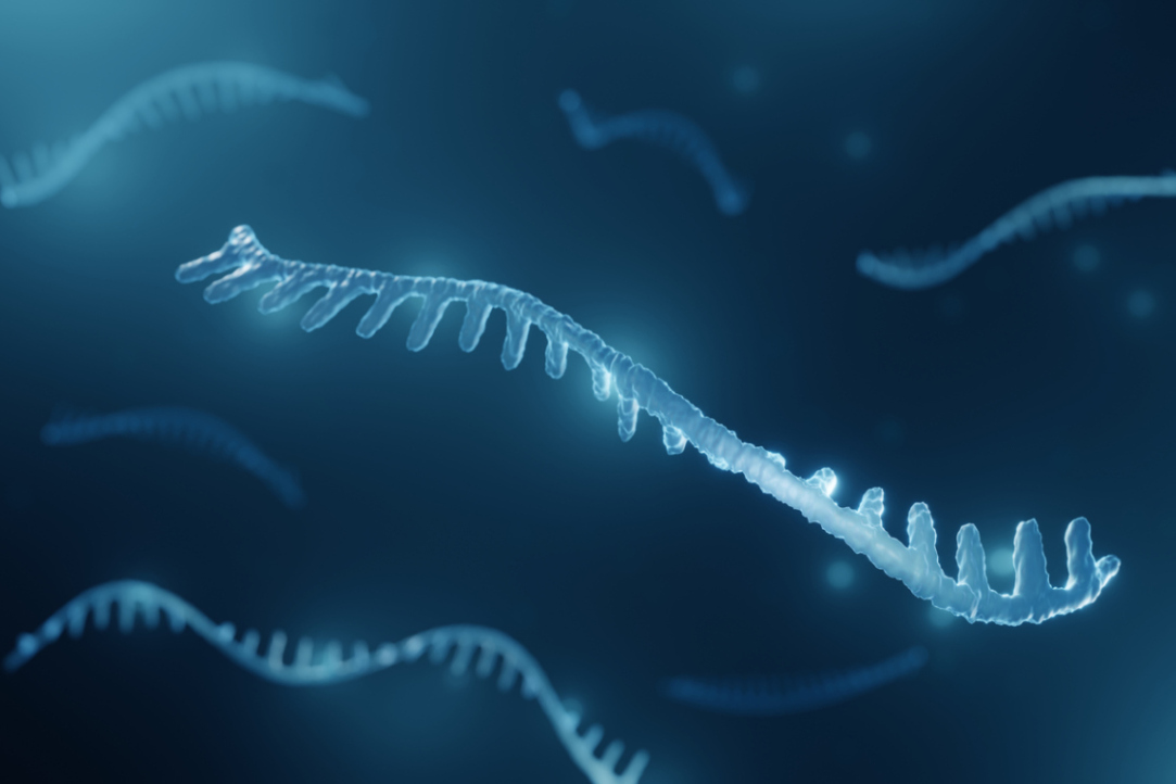 Conserved microRNAs and Flipons Shape Gene Expression Illustration for news: Conserved microRNAs and Flipons Shape Gene Expression